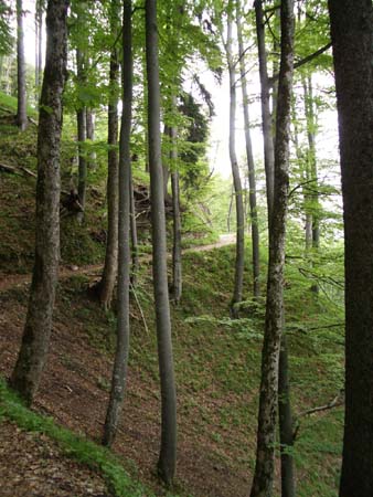 Chiemgau Mai 06 (025)